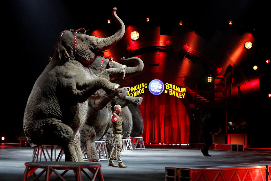 Número con elefantes, protagonistas principales de los espectáculos del Circo Ringling desde hace un siglo. Arriba, payasos cariacontecidos. 