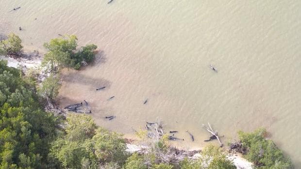 81 orcas negras quedan varadas en la costa de Florida