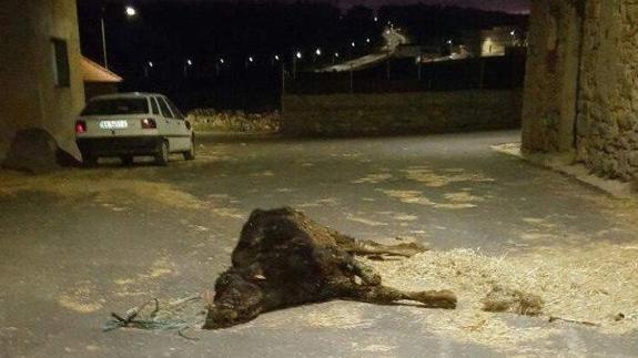 Denunciado un ganadero por dejar morir a un ternero en la calle