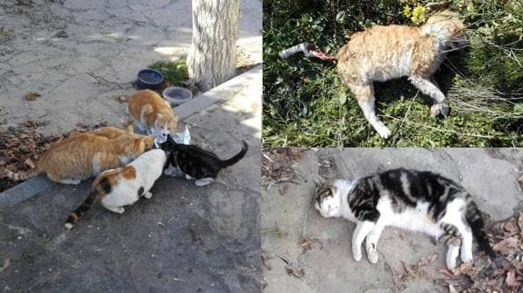 Aparecen 5 gatos muertos en Cárchel