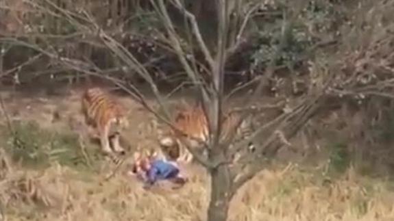 El hombre que murió atacado por un tigre en China intentaba entrar gratis al zoo
