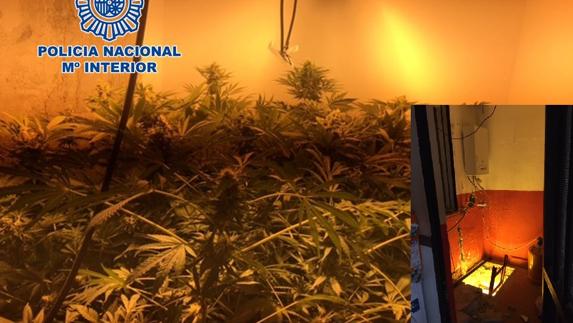 Descubren dos plantaciones 'indoor' de cannabis en la costa granadina