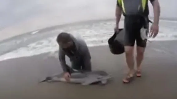 Un jardinero que caminaba por la playa salva la vida de un delfín en Málaga