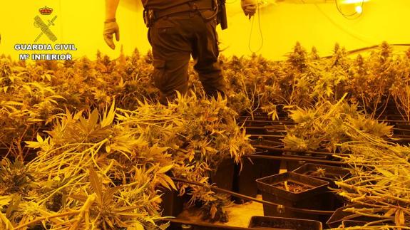 Descubren más de 4.400 plantas de marihuana en un nuevo golpe a su cultivo ilegal