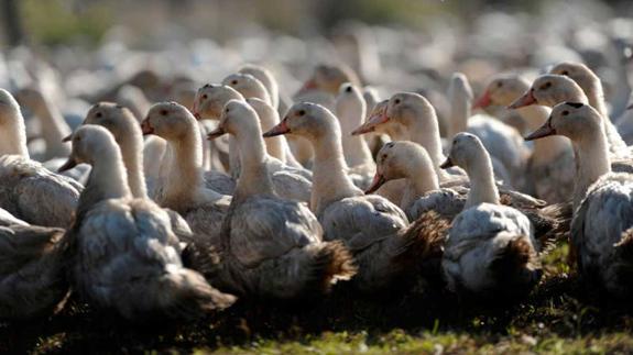 Detectado el primer brote de gripe aviar en una granja de patos en España