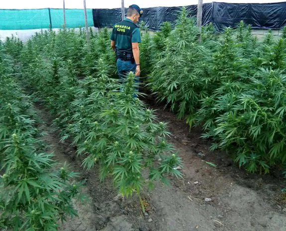 Un agente de la Guardia Civil inspecciona una gran plantación de marihuana hallada en la localidad de Nacimiento.