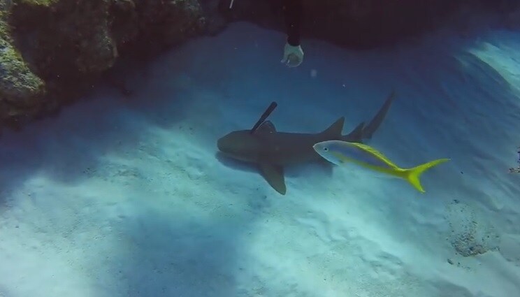 Un tiburón suplica a un submarinista que le quite un cuchillo de 30 centímetros