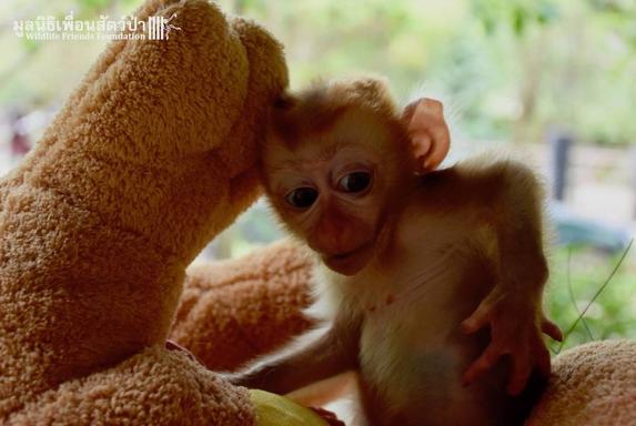 La desgarradora imagen de un macaco aferrado a dos peluches después de que un cazador matara a su madre