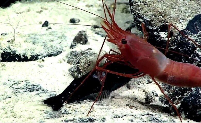 Un camarón empala y devora vivo a un pez, pero encuentra una sorpresa dentro