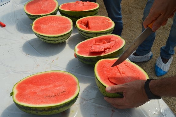 Ejemplares de sandía, preparándose para su degustación.