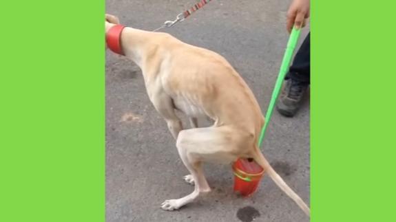 cómo recoges caca de perro que moquea