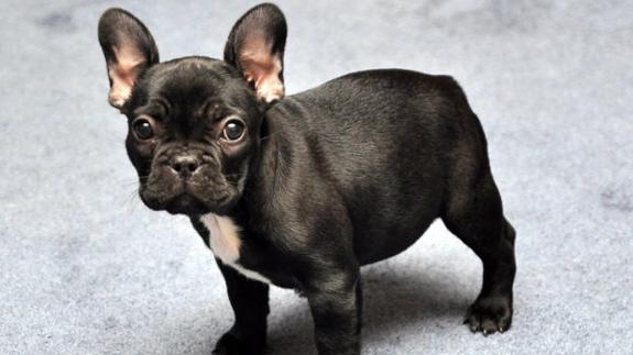 Un bull dog francés.