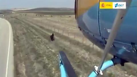 Un helicóptero de la DGT hace de pastor con una vaca