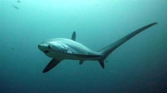 Investigan a cuatro personas por capturar y comercializar con un tiburón protegido en Nerja