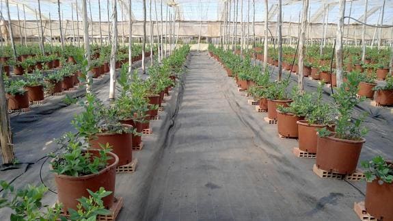 Projar mostrará en Almería sus novedades en agricultura ecológica y productos respetuosos con el medioambiente