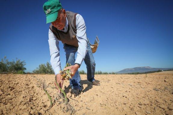 El agricultor Antonio Rodríguez corta espárragos en su explotación de Peñuelas.
