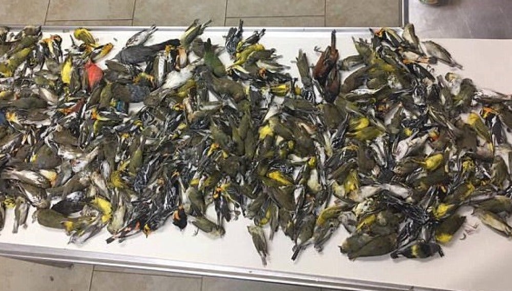 400 aves migratorias mueren estrelladas contra un rascacielos en Texas