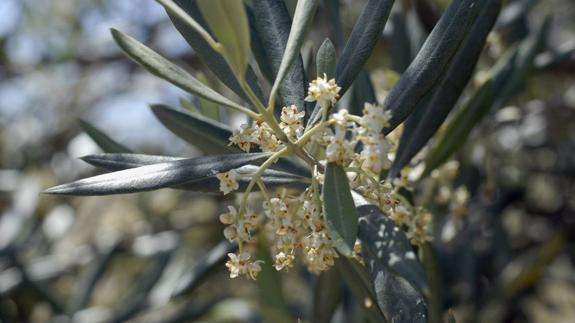 El polen del olivo alcanza  niveles muy altos  y dispara las alergias