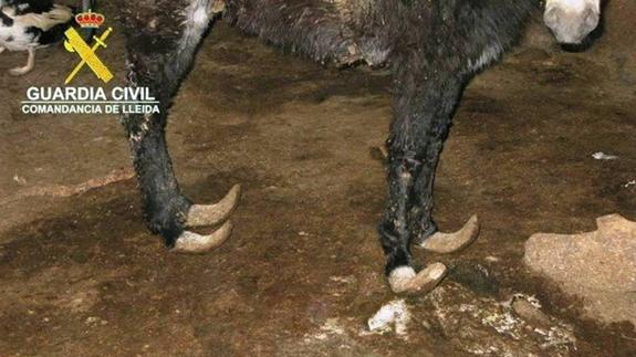 Denuncian al propietario de 17 perros y un burro encerrados en terribles condiciones