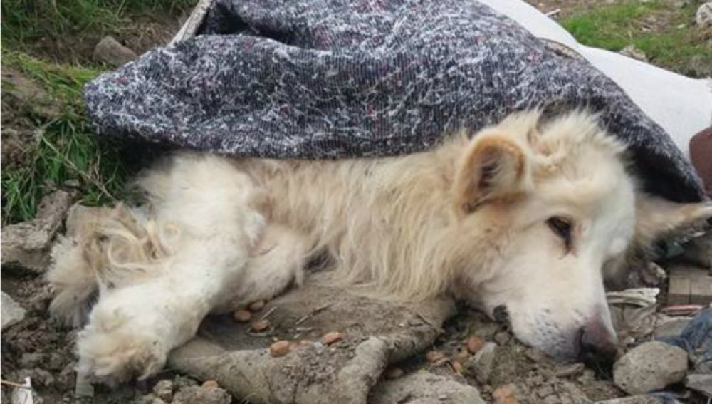 A a cárcel por envolver en una alfombra a su perro enfermo y abandonarlo