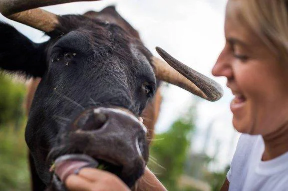 Margarita, la vaca que corre el riesgo de ser sacrificada, en el refugio donde es mimada.