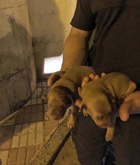 Arrojan a dos cachorros vivos a un contenedor de basura en Mancha Real