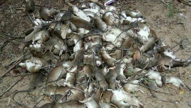 Miles de ratas invaden aldeas de una isla de Birmania
