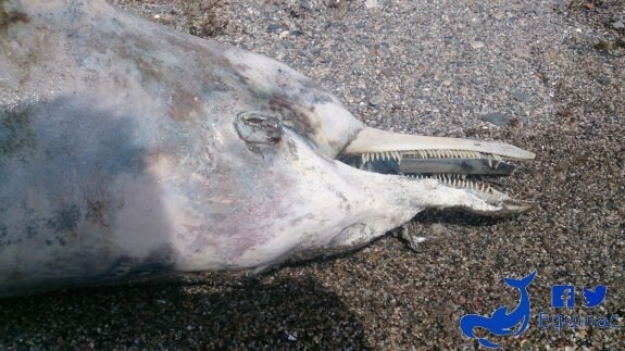 Aparece otro delfín muerto en Balanegra