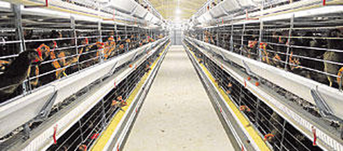 El precio de la docena de huevos sube un 30% por las normas de bienestar animal