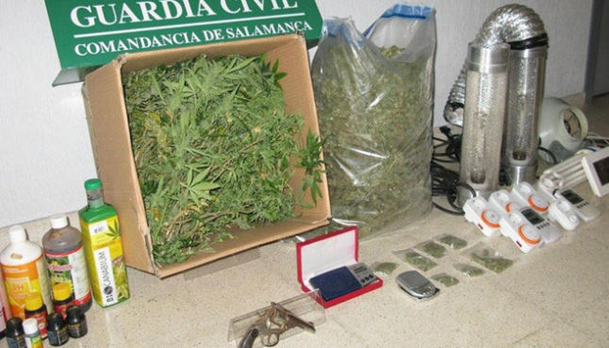 Detenido en Pino de Tormes con 42 plantas de marihuana