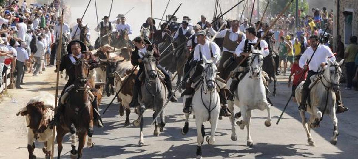 Los encierros de Fuenteguinaldo declarados Espectáculo Taurino Tradicional