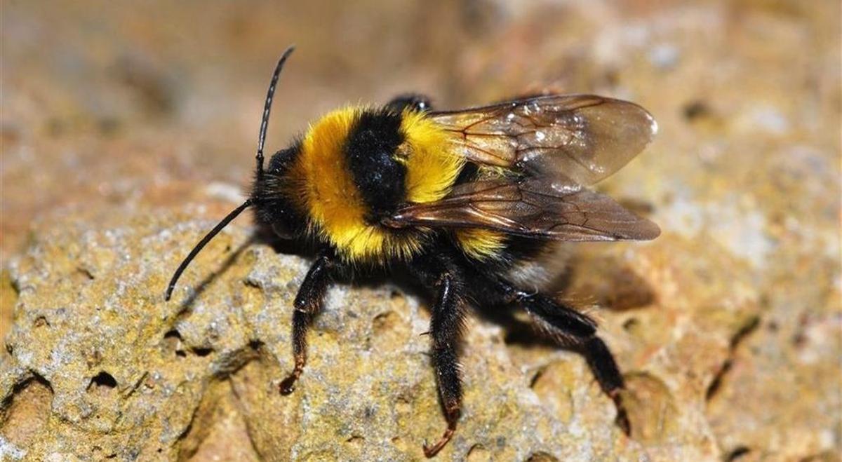 Un zoólogo de la Universidad alerta de la desaparición de abejorros en el ecosistema de Pirineos