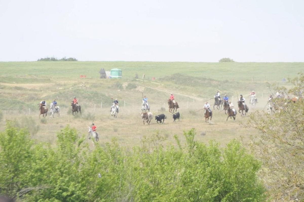 Primer encierro en Gallegos de Argañán