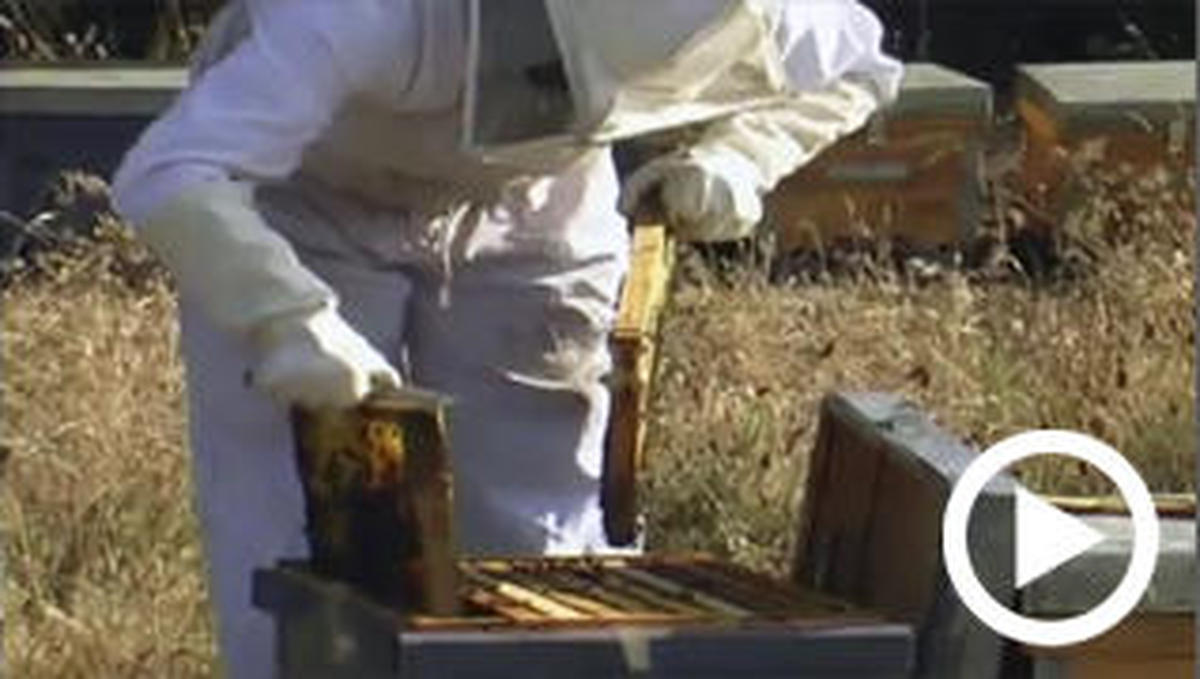 Los apicultores piden también acogerse a las ayudas por la sequía