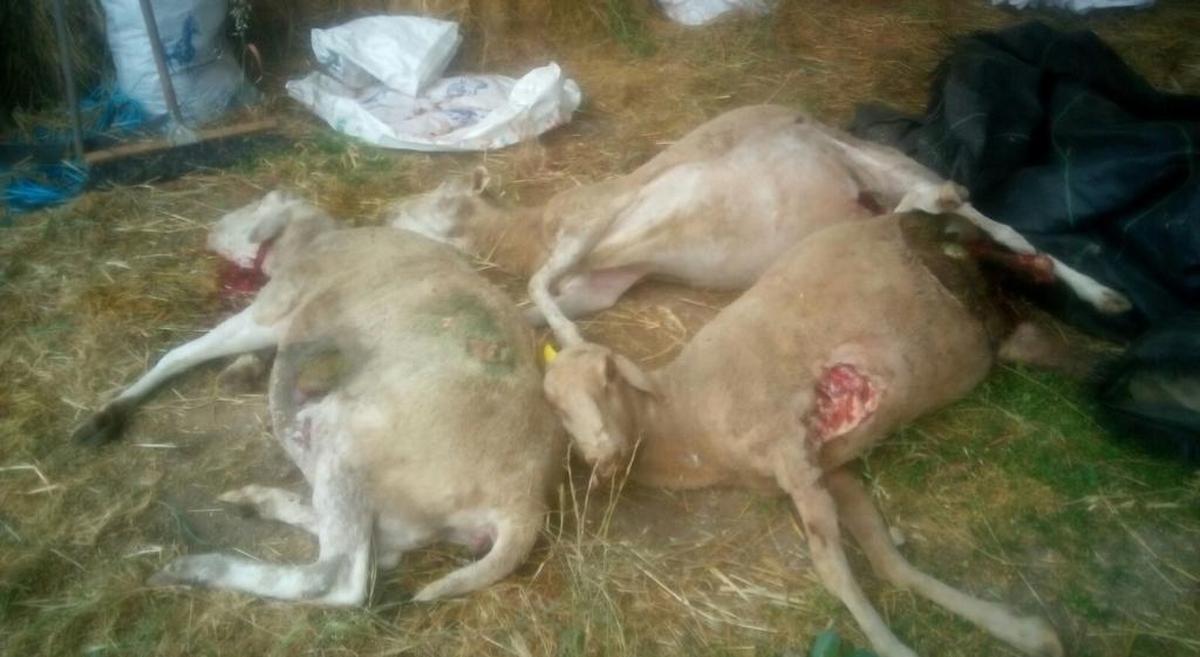 Un ataque de buitres acaba con la vida de 14 ovejas en Guadapero