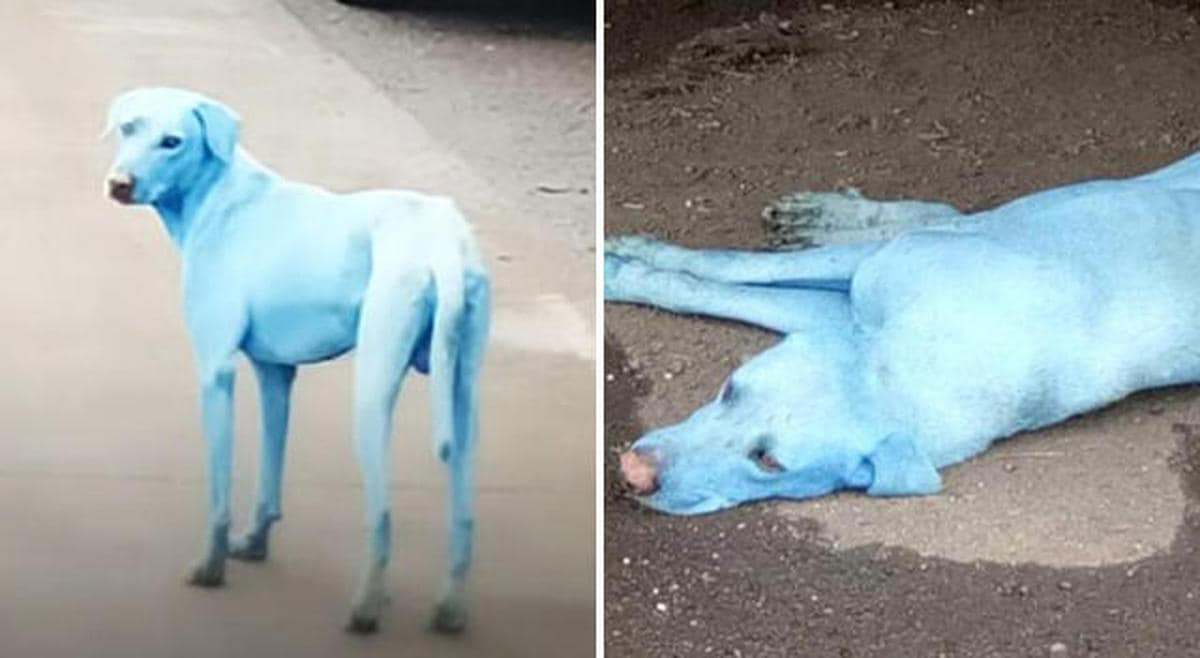 Perros azules en la India