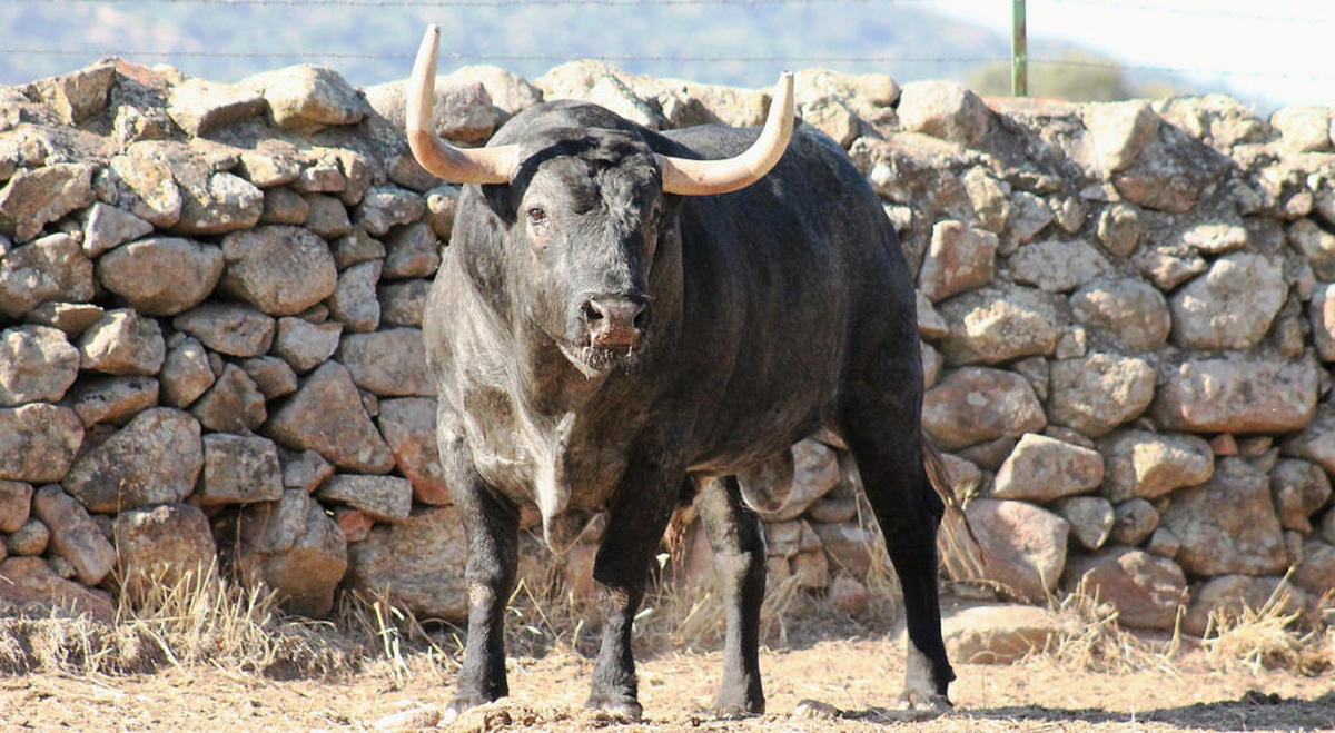 La Asociación Taurina de Alba de Tormes dona 3 toros del cajón para las fiestas de octubre