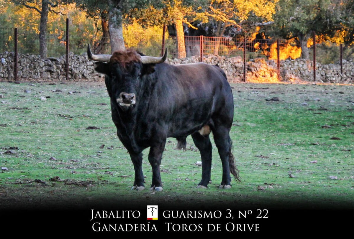 'Jabalito' será el Toro del Antruejo 2018