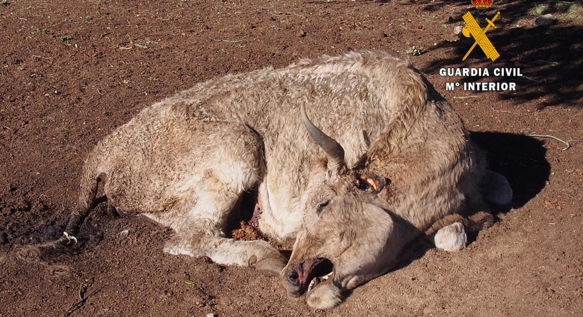 Investigan a un ganadero salmantino por matar de hambre a 22 vacas