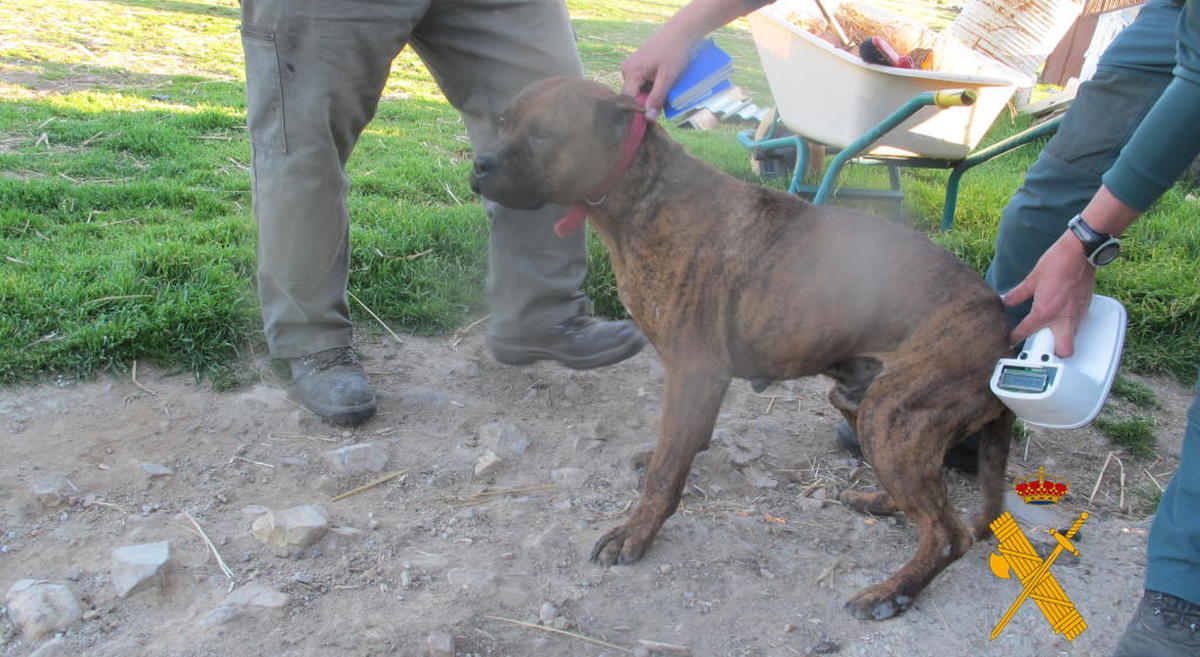 Investigados nueve veterinarios por falsificar la documentación de numerosos perros peligrosos