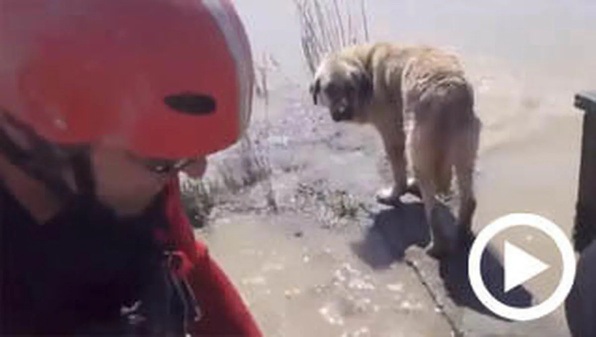 Vídeo: Impresionante rescate de un perro atrapado por la crecida del Ebro