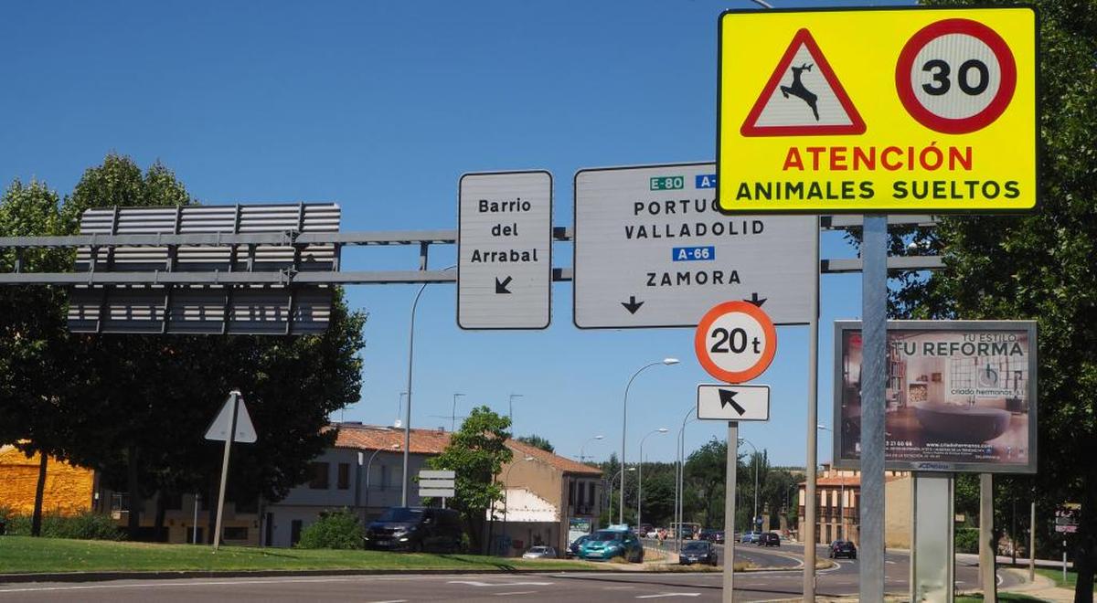 La Junta da vía libre para capturar a los jabalíes 'urbanitas'