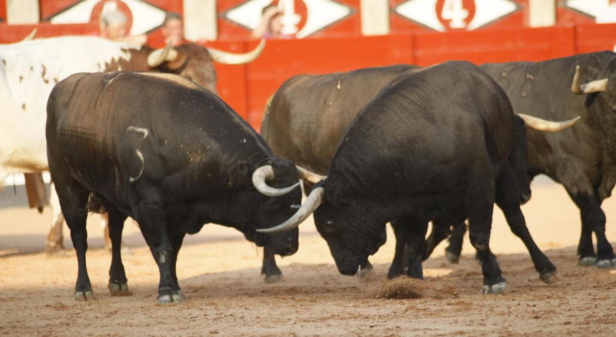 El desenjaule y la semifinal de Destino La Glorieta abren 9 días seguidos de toros en el coso charro