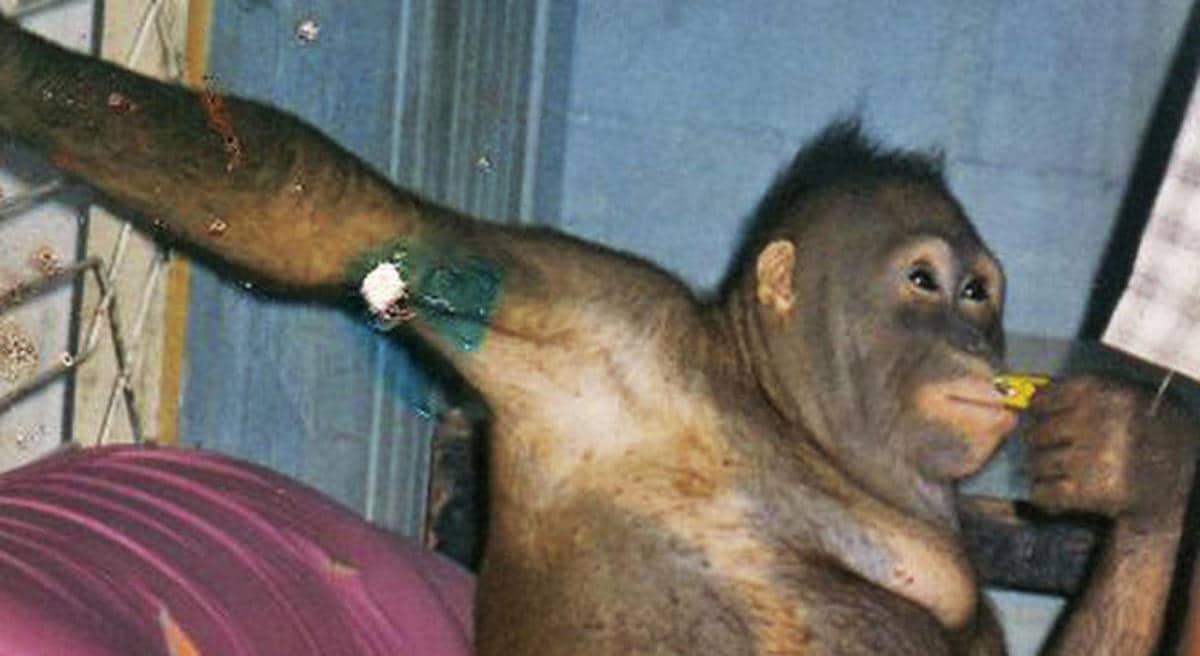 La horrible historia de Pony, la orangután obligada a prostituirse