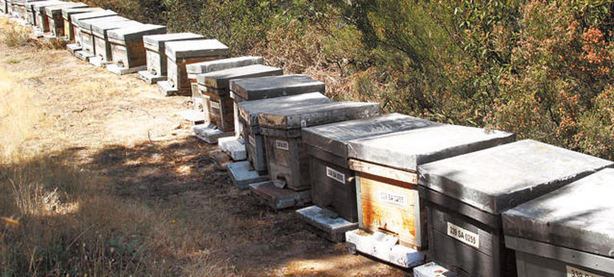 La Junta convoca ayudas de 1,6 millones para la mejora de la producción de la miel
