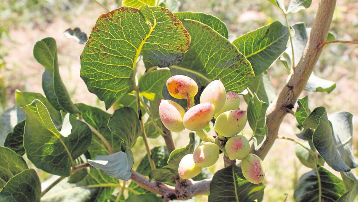 Salamanca se introduce en el cultivo del pistacho