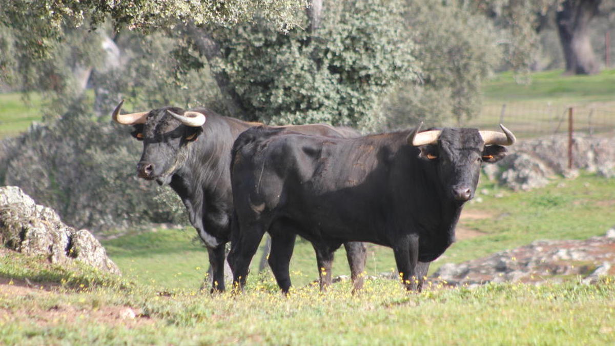 Castillejo de Huebra, nuevo hierro para el 'Desafío Ganadero'