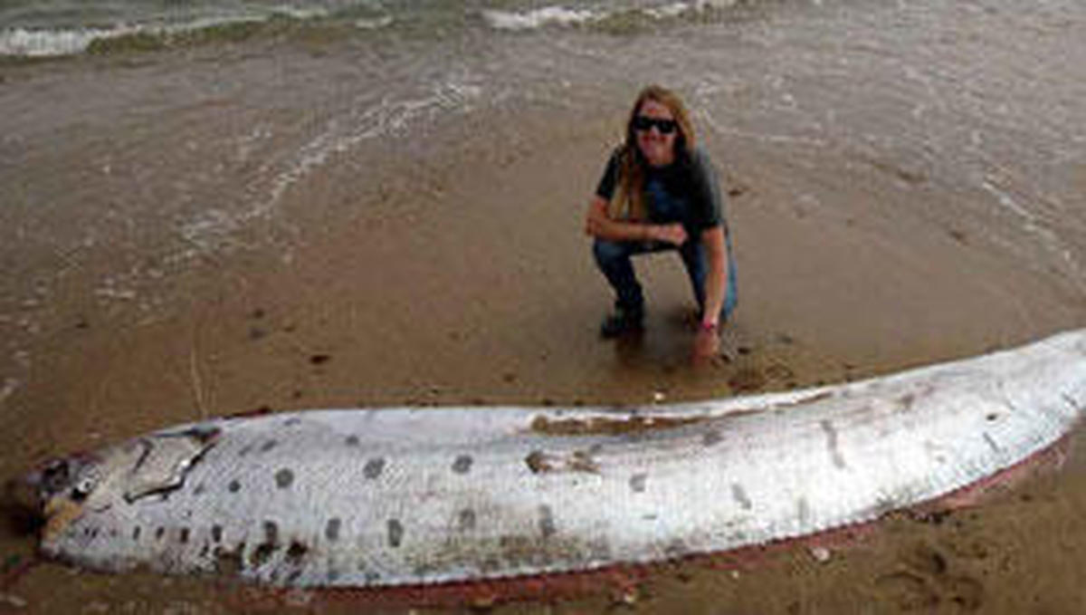 Hallan un pez remo gigante en California