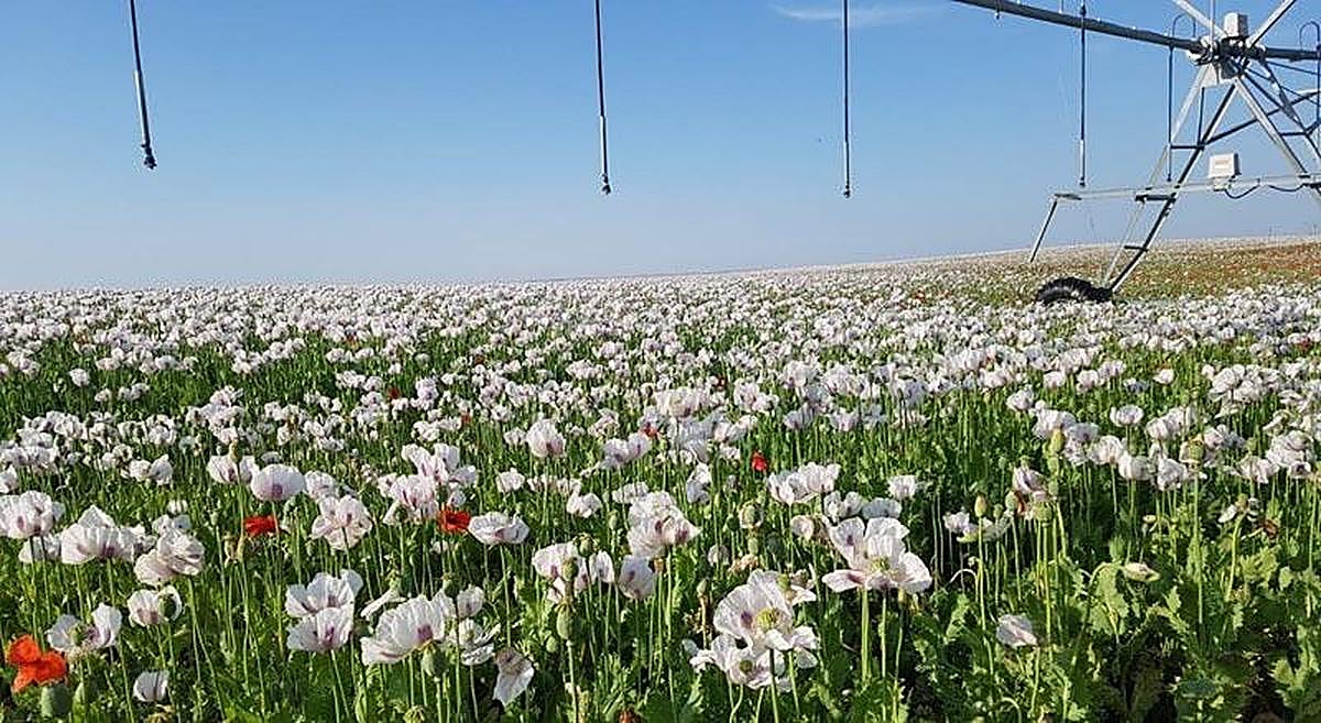 El cultivo de la flor del opio seduce a los agricultores