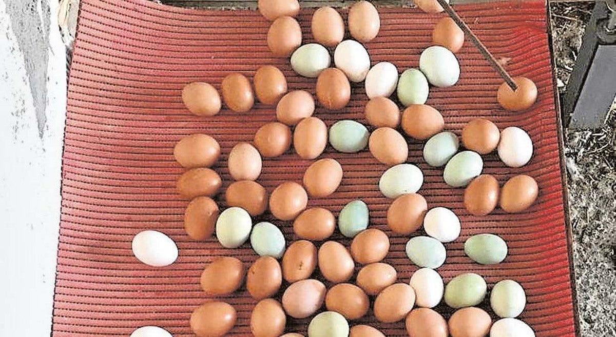 La gallina de los huevos verdes está en Salamanca